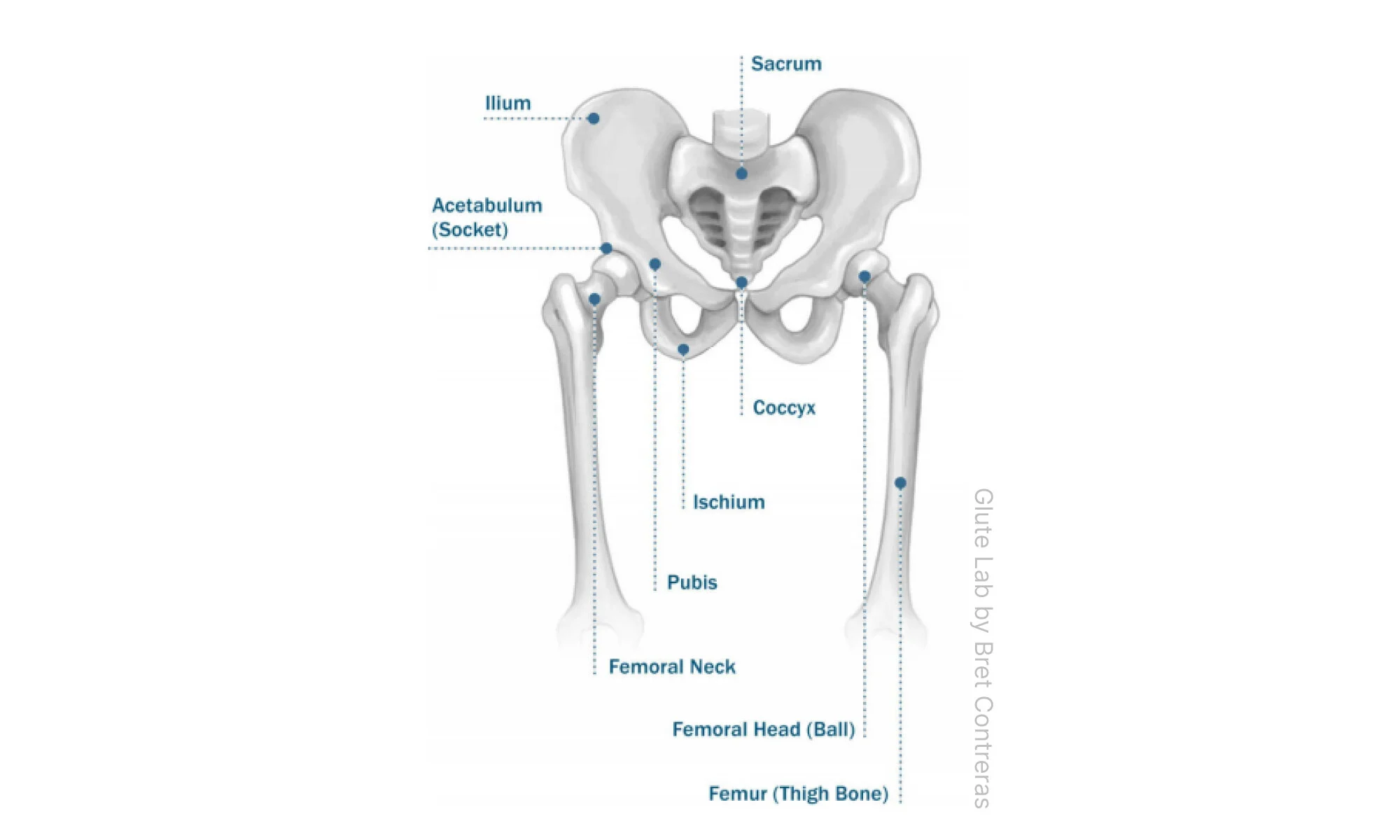 The Practice and Science of Glutes Training